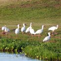Ibis on the Shore